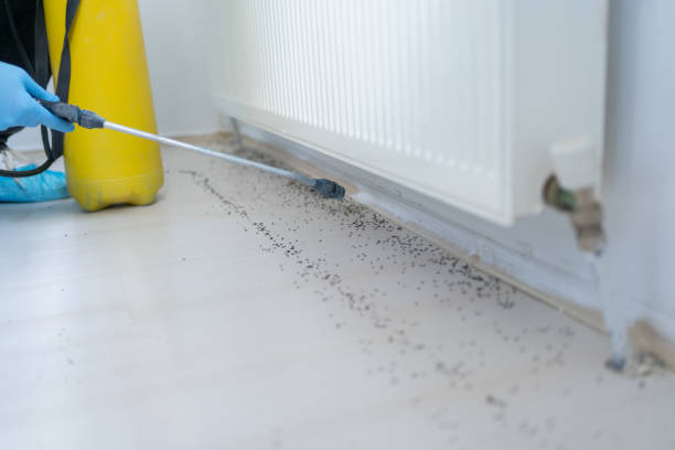 Best Residential Pest Control  in Hallsville, MO