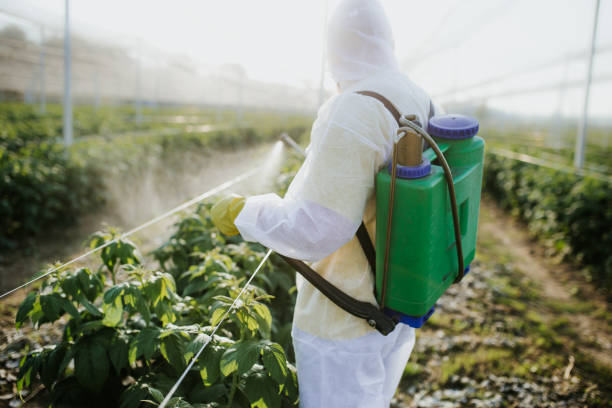 Best Local Pest Control Services  in Hallsville, MO
